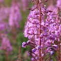 Fireweed